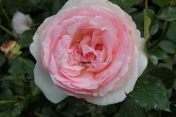 Роза Pierre de Ronsard (Пьер де Ронсар)  — фото 3