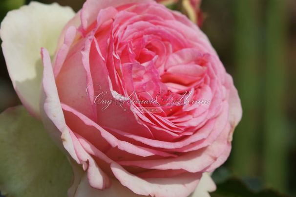 Роза Pierre de Ronsard (Пьер де Ронсар)  — фото 8