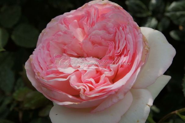 Роза Pierre de Ronsard (Пьер де Ронсар)  — фото 12