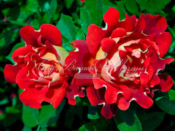 Роза Ruffle's Passion (Рафл Пэйшн)   — фото 2