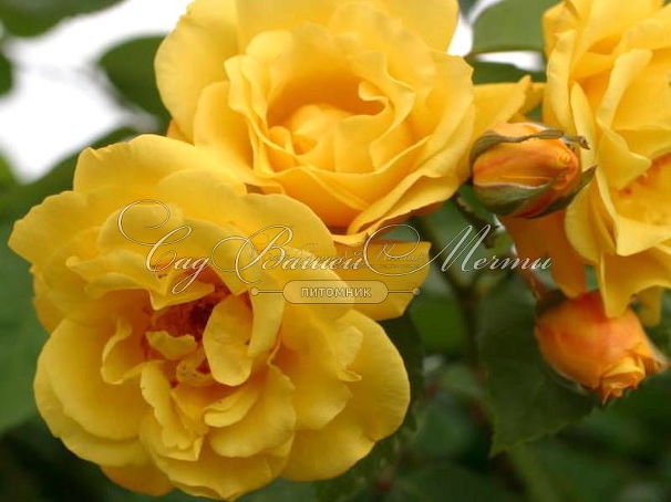 Роза Rimosa (Римоза) — фото 5
