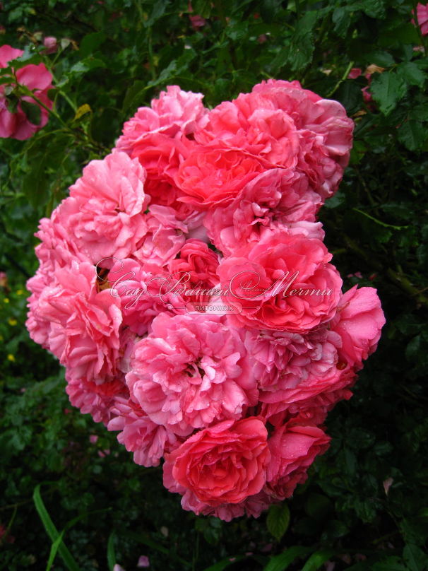 Роза Rosarium Uetersen (Розариум Ютерсен) — фото 2