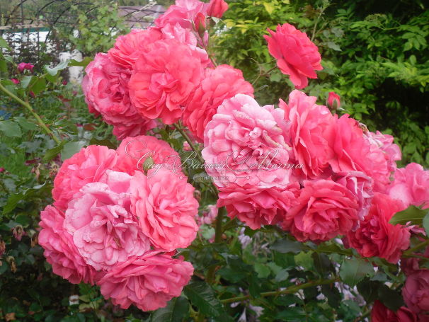 Роза Rosarium Uetersen (Розариум Ютерсен) — фото 4