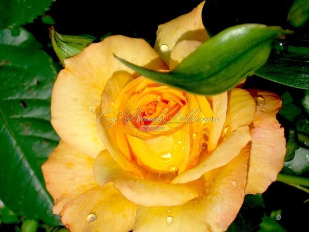 Роза Sahara (Сахара) — фото 12
