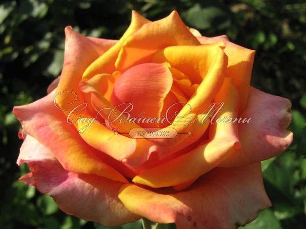 Роза Cherry Brandy (Черри Бренди) — фото 4