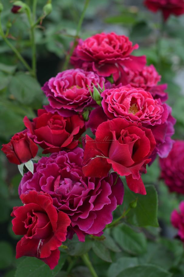 Роза Colline rouge (Колин руж) — фото 2