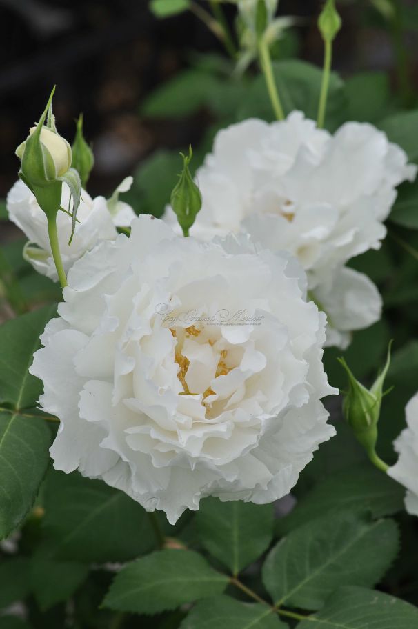 Роза Le Blanc (Ле Блан) — фото 2