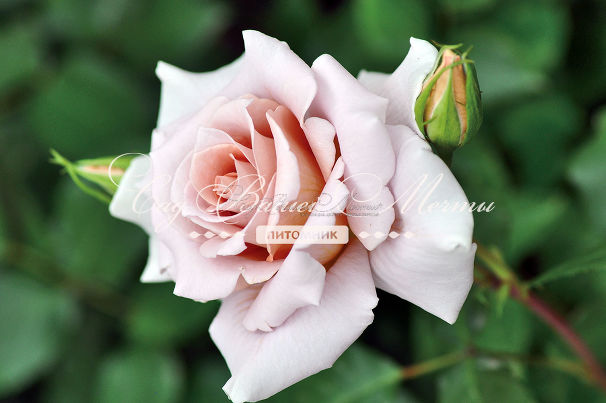 Роза Rose dragee (Роуз драгей) — фото 3