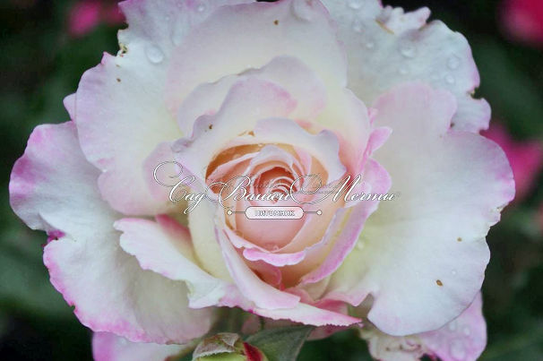 Роза Seraphim (Серафим) — фото 5