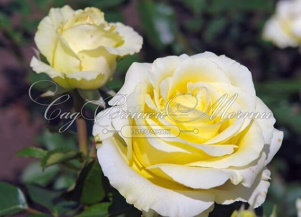 Роза Caprina (Каприна) — фото 12