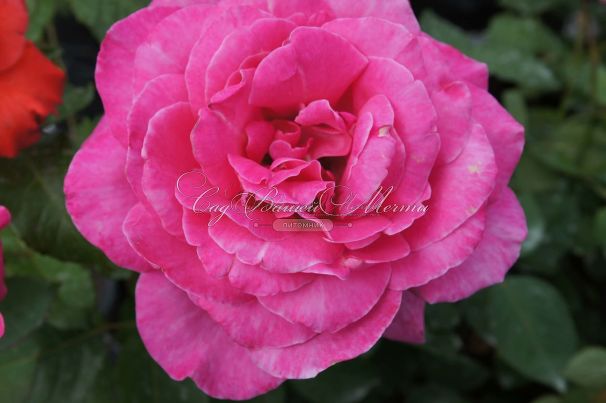 Роза Constance Spry (Констанс Спрай) — фото 3