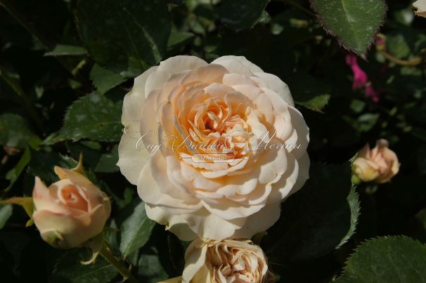 Роза Pastella (Пастелла) — фото 5
