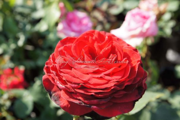 Роза Prestige (Престиж)  — фото 3