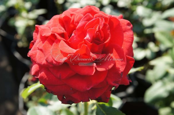 Роза Prestige (Престиж)  — фото 4