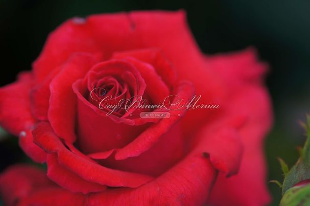 Роза Royal Massay (Роял Массай)  — фото 2