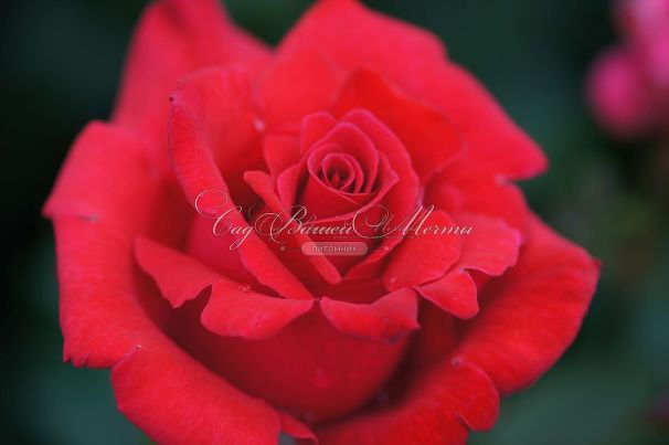 Роза Royal Massay (Роял Массай)  — фото 3