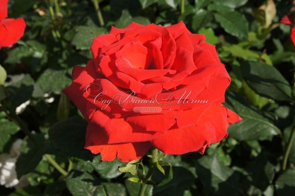 Роза Royal Massay (Роял Массай)  — фото 6