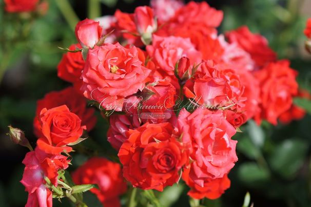 Роза Red Mikado (Рэд Микадо) — фото 12