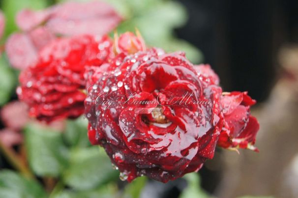 Роза Red Sensation (Рэд Сенсейшн) — фото 4
