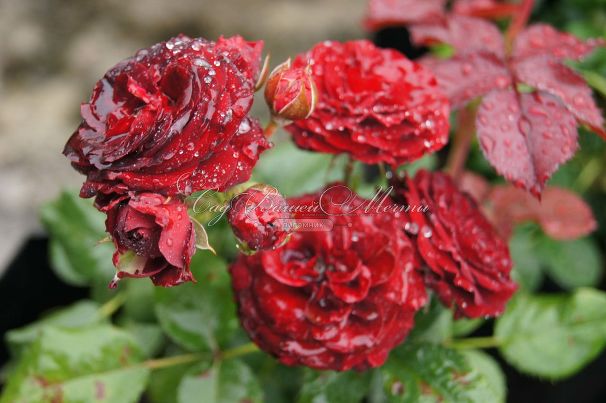 Роза Red Sensation (Рэд Сенсейшн) — фото 5