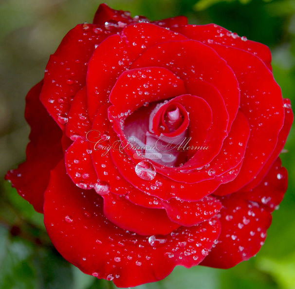 Роза Sexy red (Секси рэд)  — фото 2