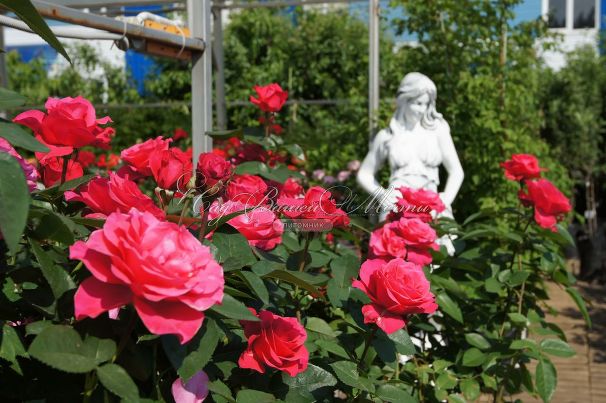 Роза Chopin (Шопен)  — фото 10