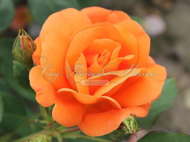 Роза Orange Dawn (Оранж Даун) — фото 2