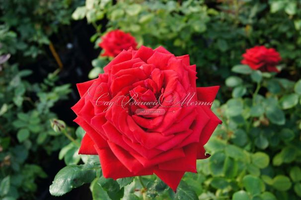 Роза Red Parfum (Рэд Парфюм) — фото 3