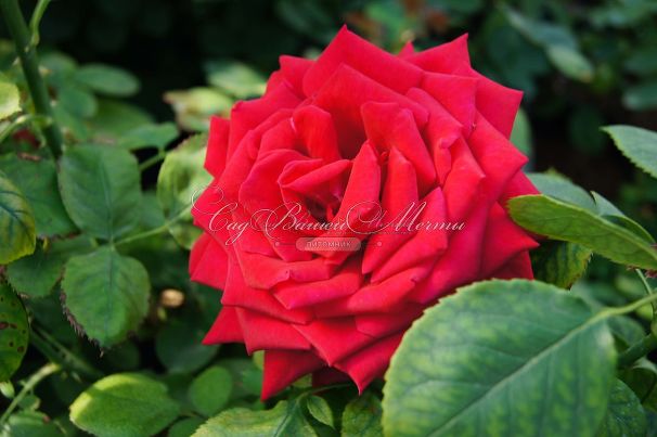 Роза Red Parfum (Рэд Парфюм) — фото 5