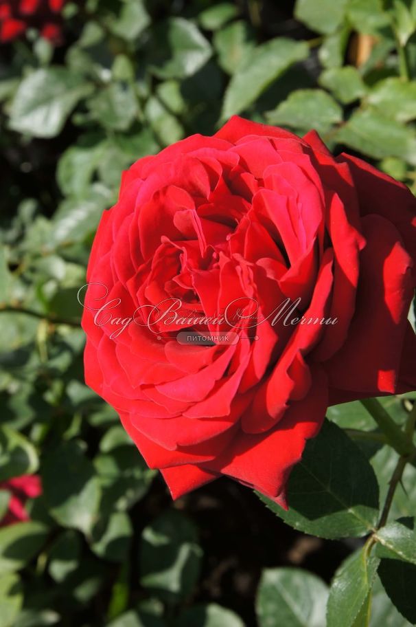 Роза Red Parfum (Рэд Парфюм) — фото 7