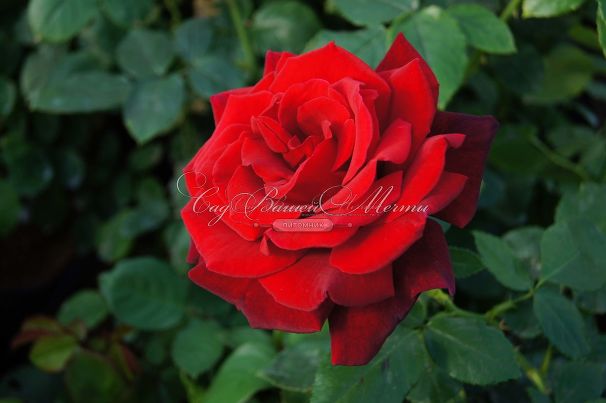 Роза Red Parfum (Рэд Парфюм) — фото 8