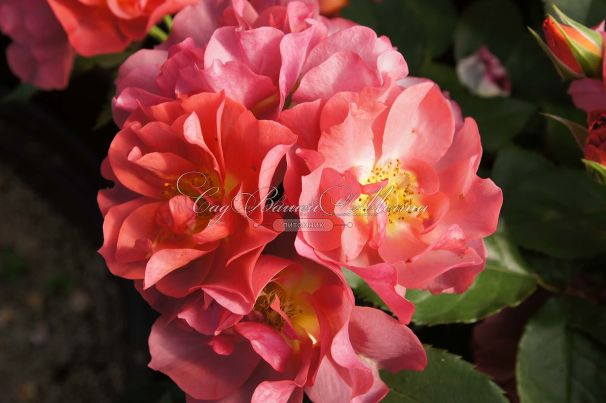 Роза Cinco de Mayo (Синко де Майо) — фото 3