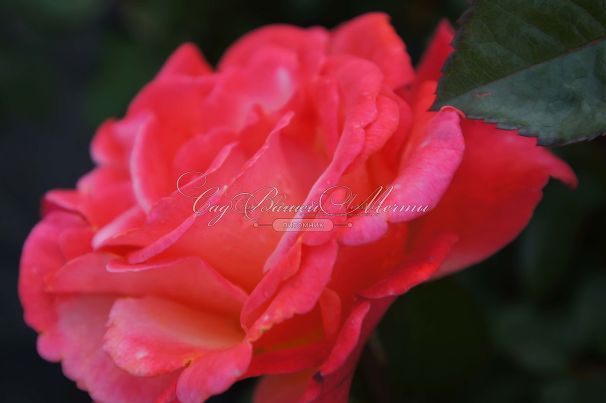 Роза Colorific (Колорифик) — фото 2