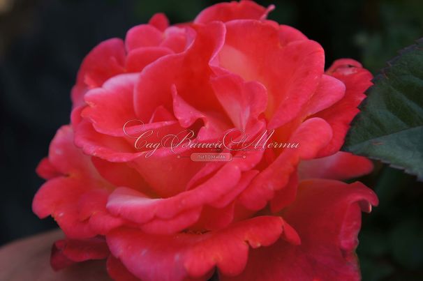 Роза Colorific (Колорифик) — фото 3