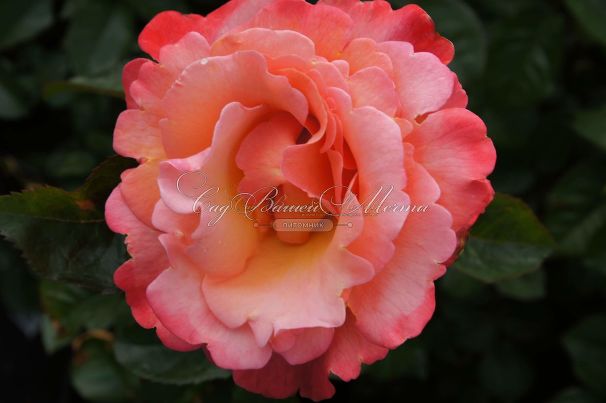 Роза Colorific (Колорифик) — фото 5