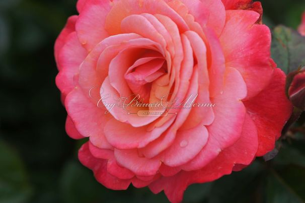 Роза Colorific (Колорифик) — фото 7