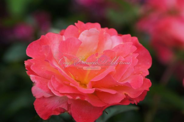 Роза Colorific (Колорифик) — фото 8