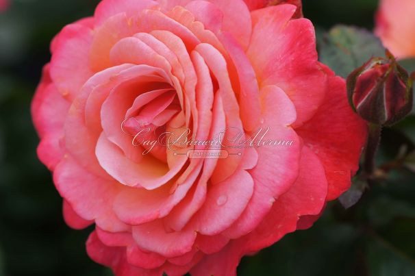 Роза Colorific (Колорифик) — фото 9