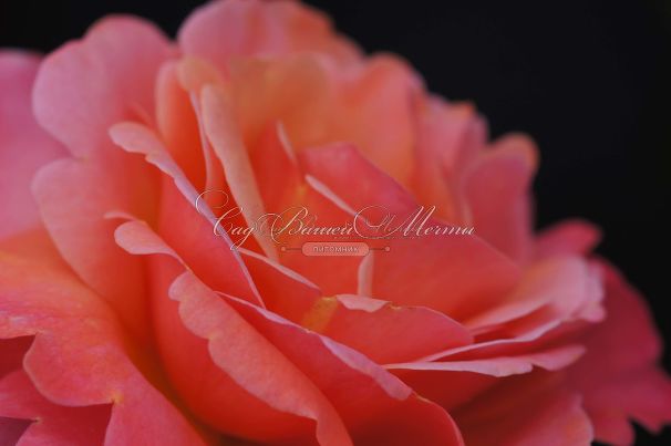 Роза Colorific (Колорифик) — фото 10