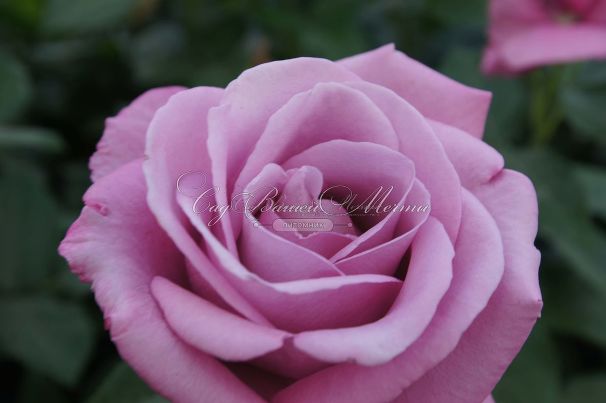Роза Fragrant Plum (Фрагарнт Плам) — фото 4