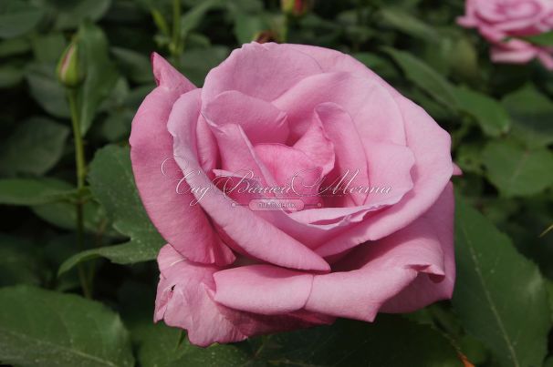 Роза Fragrant Plum (Фрагарнт Плам) — фото 6