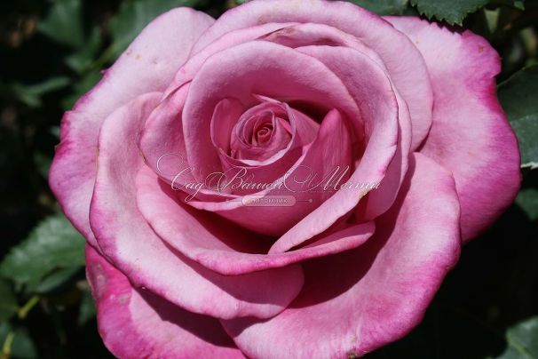 Роза Fragrant Plum (Фрагарнт Плам) — фото 7