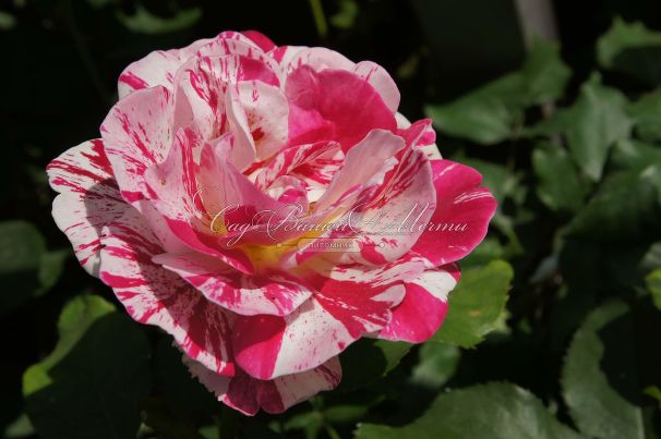 Роза George Burns (Джордж Бёрнс) — фото 8
