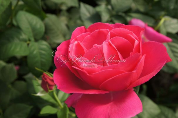 Роза Grande Dame (Гранд Дам) — фото 2