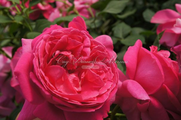 Роза Grande Dame (Гранд Дам) — фото 4