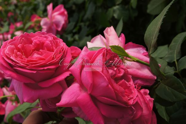 Роза Grande Dame (Гранд Дам) — фото 5