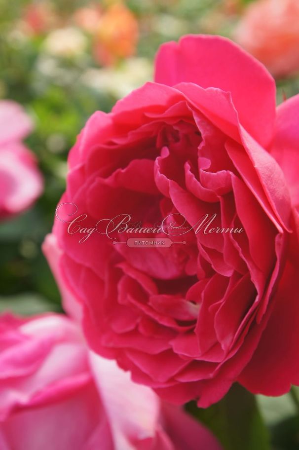 Роза Grande Dame (Гранд Дам) — фото 6