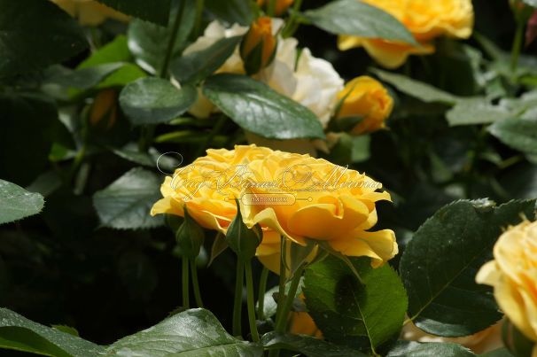 Роза Julia Child (Джулия Чайлд) — фото 21