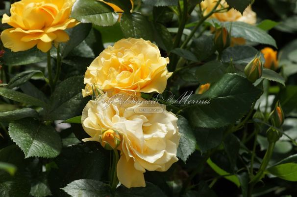 Роза Julia Child (Джулия Чайлд) — фото 23