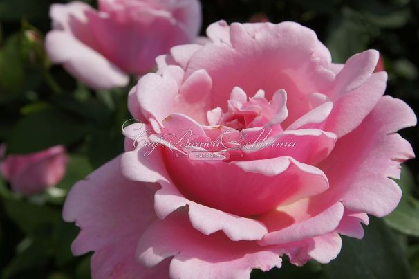 Роза Memorial Day (Мэмориал Дэй) — фото 2